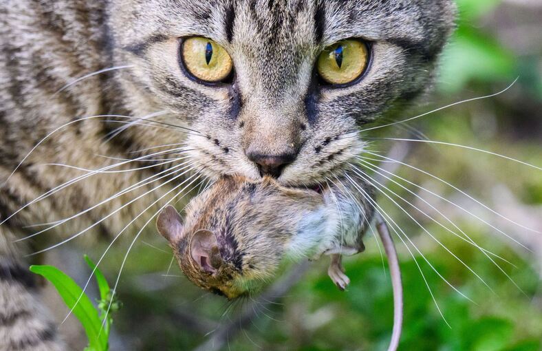 Katz-und-Maus-Spiel