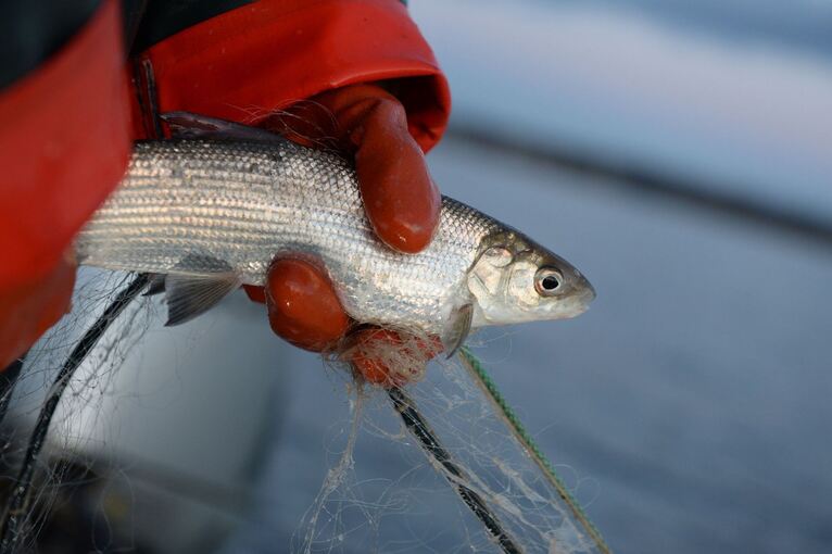 Fischerin mit Felchen am Bodensee