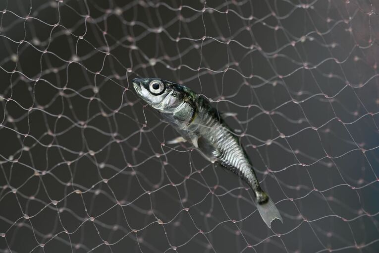 Fisch-Bestandsaufnahme im Bodensee Fisch-Bestandsaufnahme im Bodensee