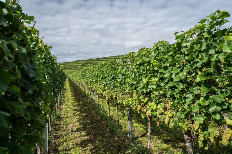 Weinlese