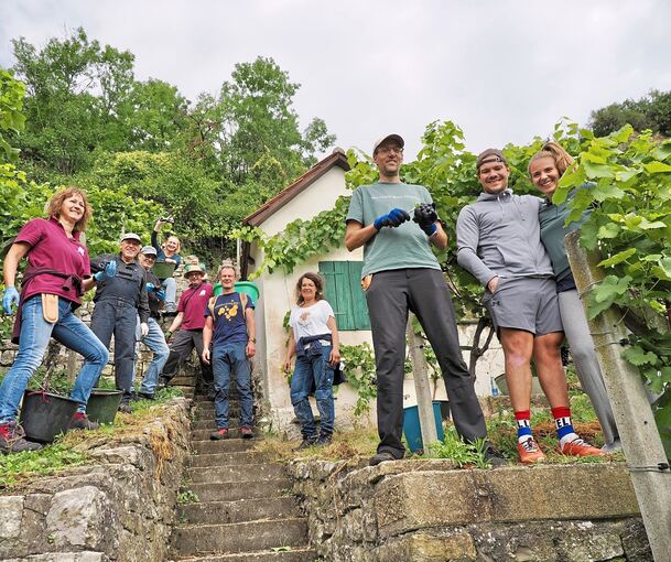 Höhepunkt des Projekts Heldeschmiede: Die gemeinsame Weinlese im Herbst. Höhepunkt des Projekts Heldeschmiede: Die gemeinsame Weinlese im Herbst.