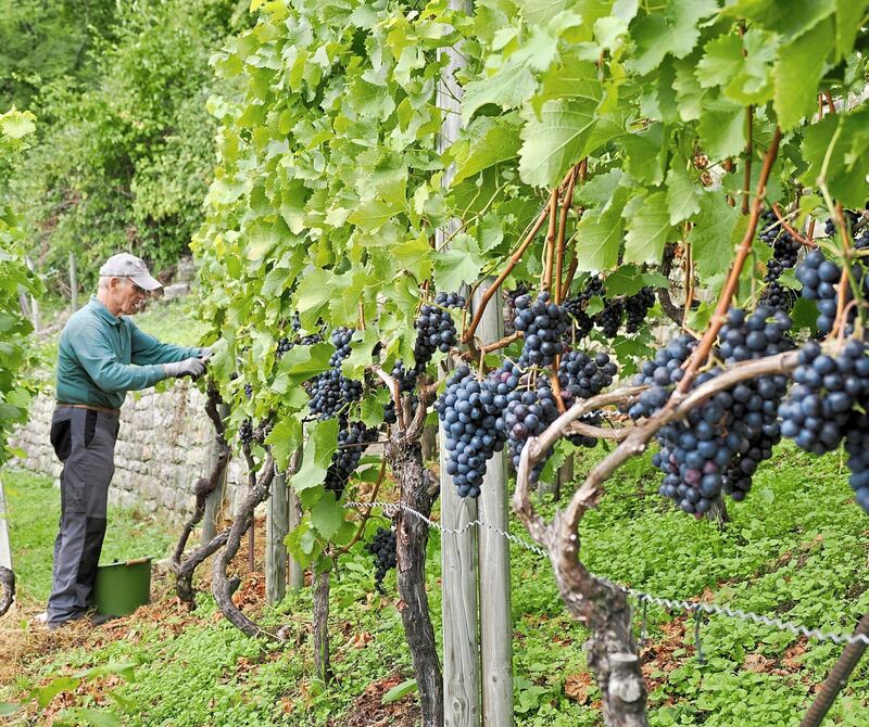 Die Heldenschmiede bewirtschaftet Steillagen-Weinberge.
