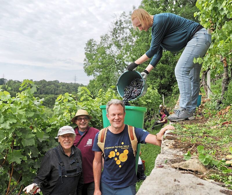 Mit Butten werden die Trauben aus dem Weinberg getragen.