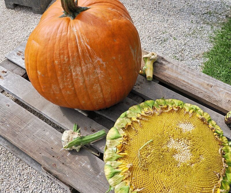 Zeichen des Herbstes: Kürbis und Sonnenblume.