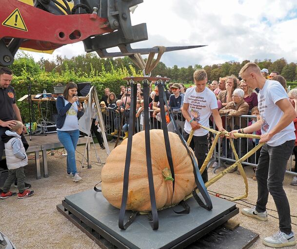 Das ist der Sieger-Kürbis von David Frommelt. 482 Kilo zeigt die Waage an.