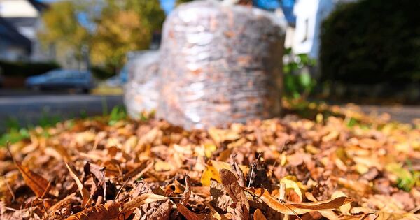 In-Ludwigsburg-werden-wieder-Laubs-cke-eingesammelt
