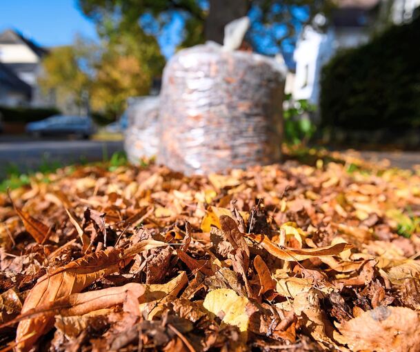 Nur Laub von städtischen Bäumen darf in die Säcke gepackt werden.