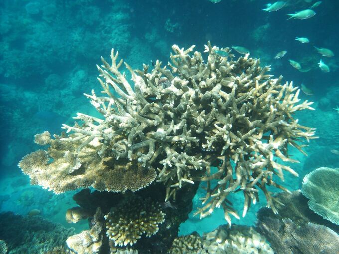 Korallenbleiche am Great Barrier Reef