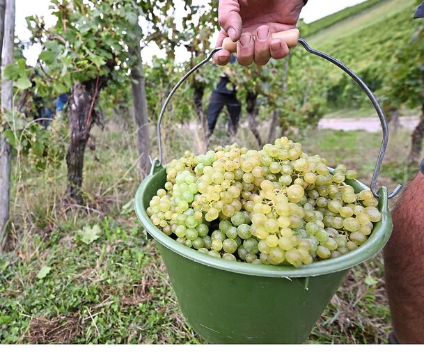 Mit der Lese der weißen Sorten müssen sich die Wengerter beeilen, damit die Aromatik nicht aus dem Gleichgewicht kommt.