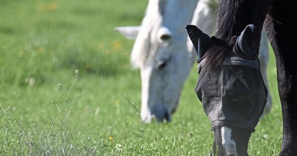 Ansteckender-Pferdevirus-Letzter-Verdachtsfall-im-Landkreis-nicht-best-tigt