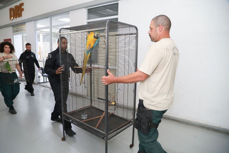 Großer Schlag gegen den illegalen Tierhandel in Brasilien Großer Schlag gegen den illegalen Tierhandel in Brasilien