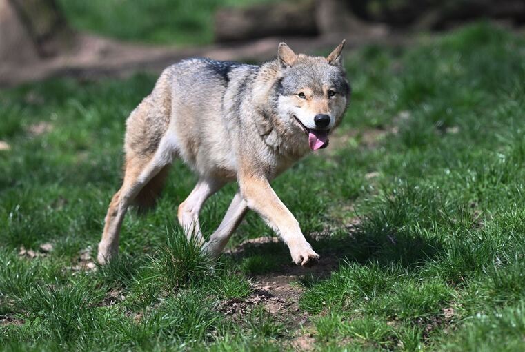 Wolf