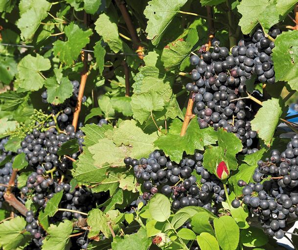 Pralle Trauben im Weinberg: In Württemberg und Baden läuft die Lese.