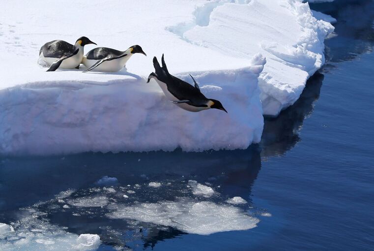Kaiserpinguine in der Antarktis