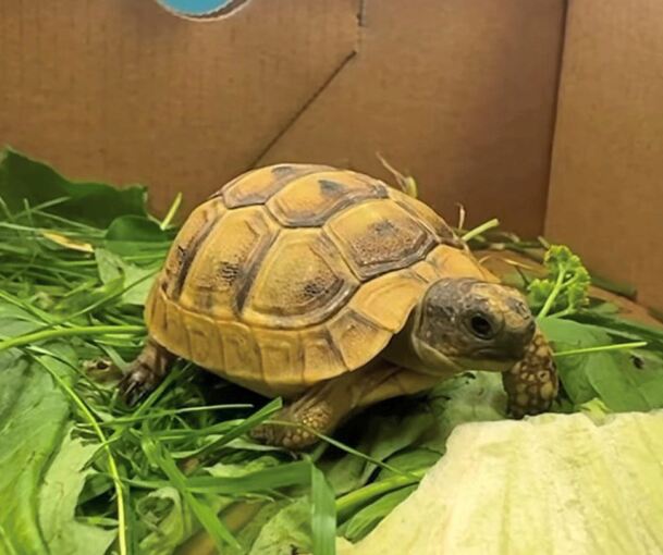 Die Schildkröte spazierte durch die Kirchstraße in Kleinbottwar.