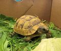 Die Schildkröte spazierte durch die Kirchstraße in Kleinbottwar.