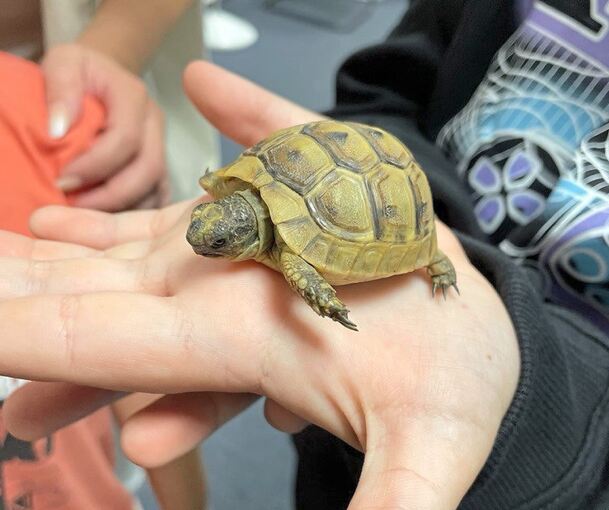 Die Schildkröte ist sechs Zentimeter groß.