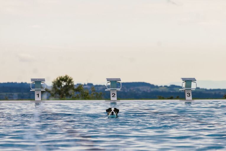 Hundeschwimmen im Panoramabad Hundeschwimmen im Panoramabad