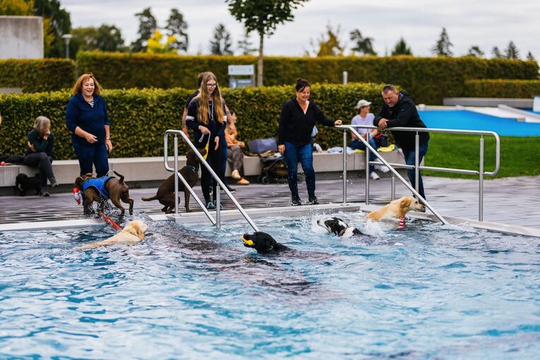 Hundeschwimmen im Panoramabad