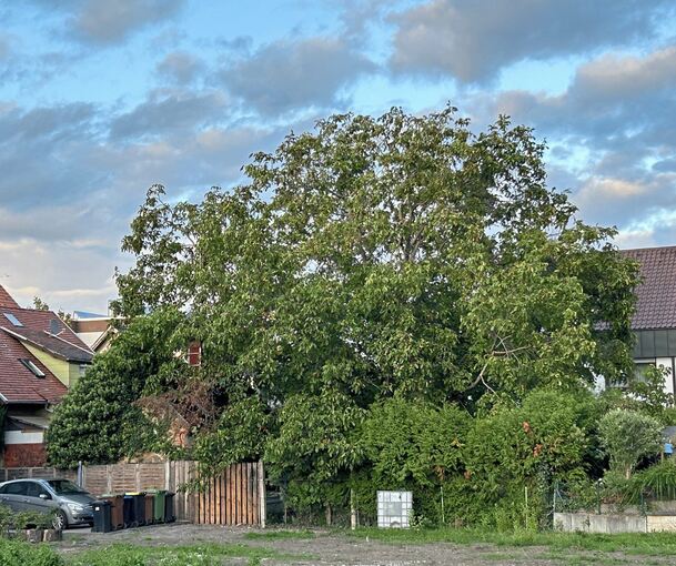 Dass dieser Walnussbaum einem massiven Neubau zum Opfer fällt, fürchteten Anwohner eines geplanten Bauvorhabens in Asperg.