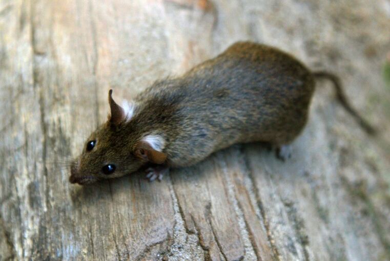 Mehr Ratten wegen der Corona-Pandemie?