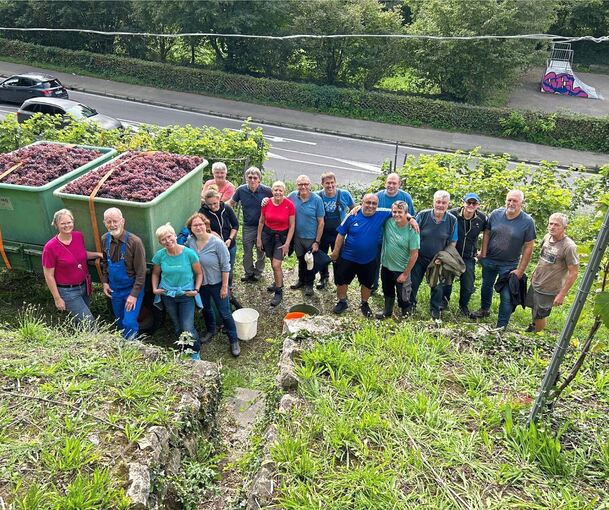 Stadträte und Mitarbeiter der Verwaltung haben mit Unterstützung des Weinbauvereins Marbach 1,3 Tonnen Souvignier Gris gelesen.