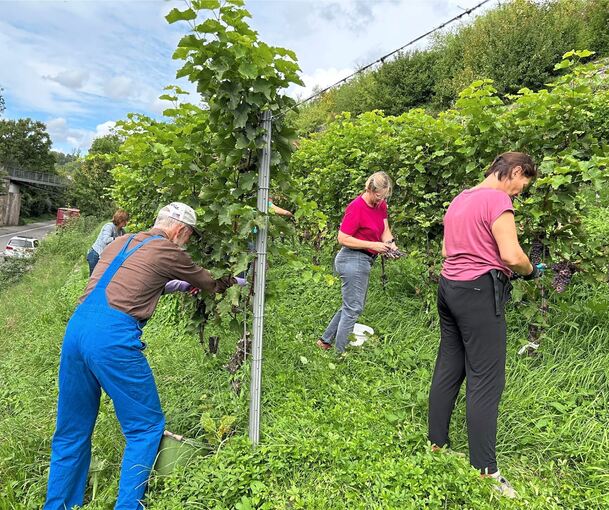 Weinlese von Hand im Stadtweinberg unterm Marbacher Viadukt.
