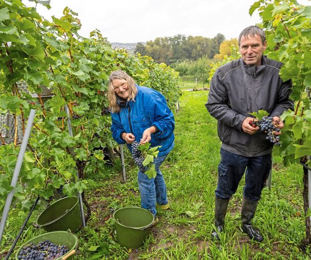 Nasses Geschäft: Joachim und Sandra Hengerer bei der Trollinger-Lese in Hessigheim am Mittwoch.