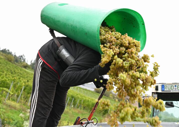 Weinlese im Rheingau