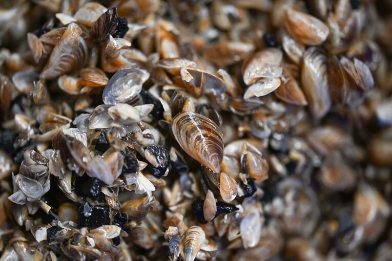 Quellbecken mit Quagga-Muscheln