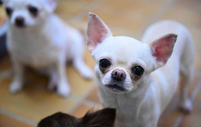 Chihuahua Hund