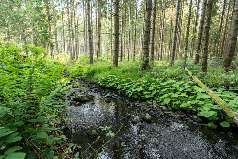 Bach im Wald
