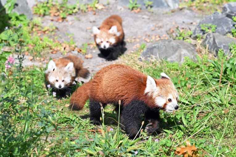 Nachwuchs bei den Kleinen Pandas im Erlebnis-Zoo Hannover Nachwuchs bei den Kleinen Pandas im Erlebnis-Zoo Hannover