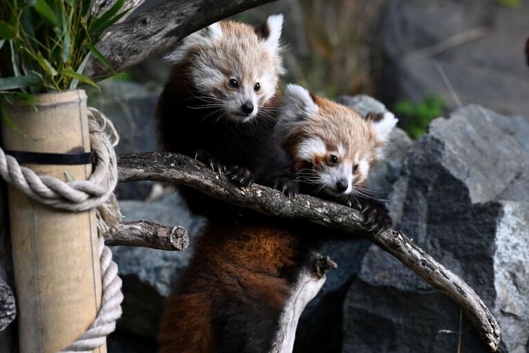 Nachwuchs bei den Kleinen Pandas im Erlebnis-Zoo Hannover Nachwuchs bei den Kleinen Pandas im Erlebnis-Zoo Hannover