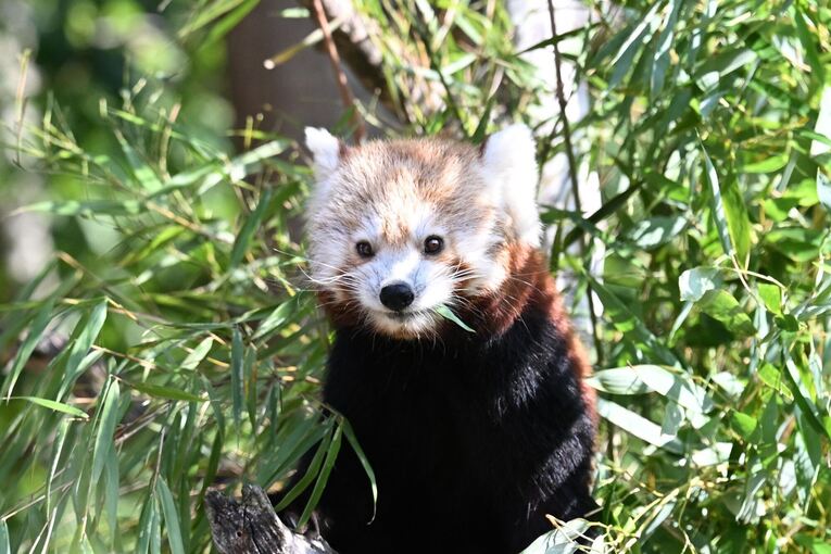 Nachwuchs bei den Kleinen Pandas im Erlebnis-Zoo Hannover Nachwuchs bei den Kleinen Pandas im Erlebnis-Zoo Hannover