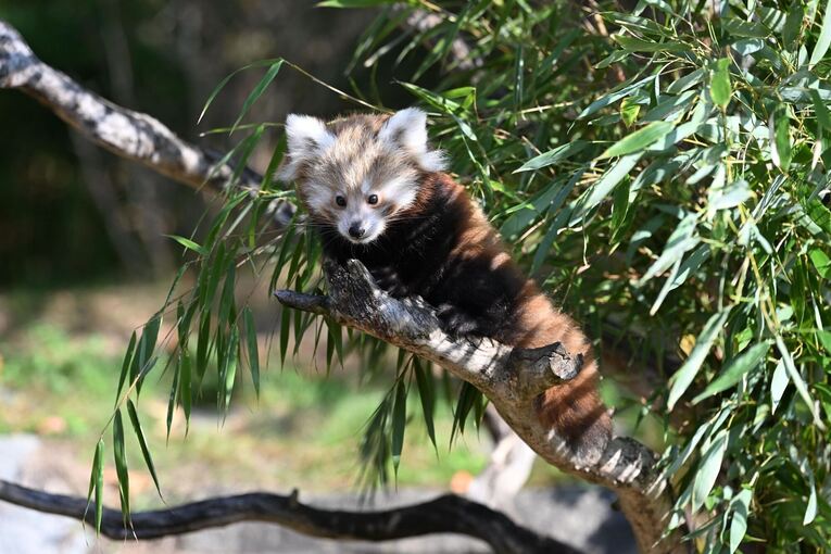 Nachwuchs bei den Kleinen Pandas im Erlebnis-Zoo Hannover Nachwuchs bei den Kleinen Pandas im Erlebnis-Zoo Hannover