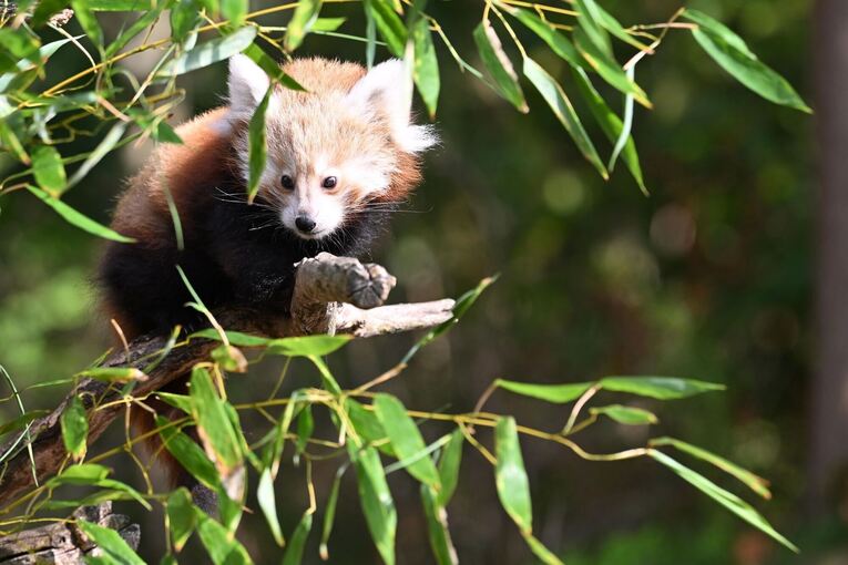Nachwuchs bei den Kleinen Pandas im Erlebnis-Zoo Hannover Nachwuchs bei den Kleinen Pandas im Erlebnis-Zoo Hannover