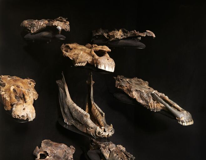 Forscher finden DNA von Pferde-Vorfahren