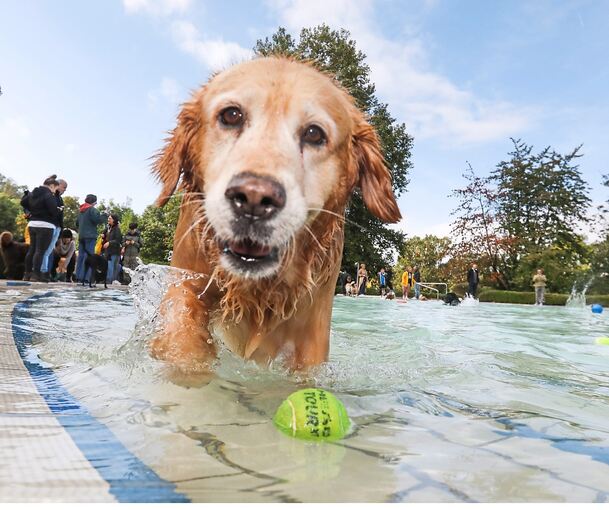 Am Freitag übernehmen die Hunde das Freibad Hoheneck.