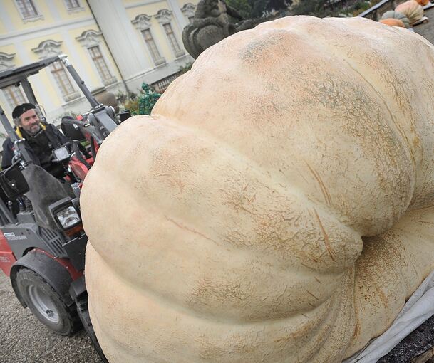 Selbst der Transport der Kürbis-Giganten ist schwierig.