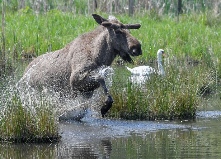 Elchbulle im Wildpark Schorfheide