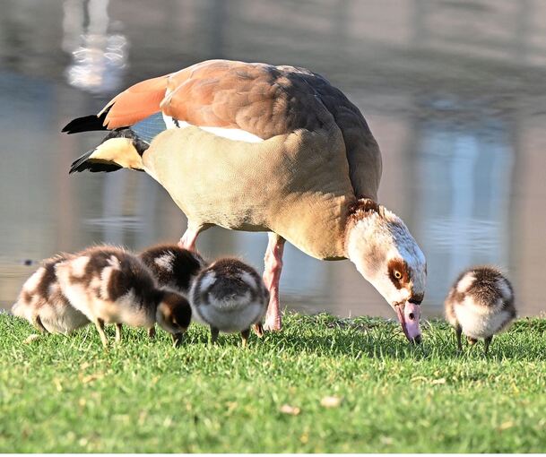 Nilgänse sehen zwar possierlich aus, verkoten aber Wiesen und Gewässer und vertreiben heimische Wasservögel.