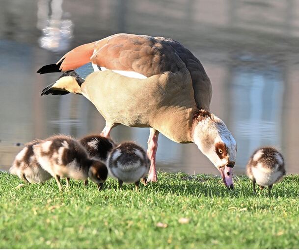 Eine Nilgans mit ihren Jungen. Die Stadt Kornwestheim will gegen die invasive Art vorgehen.