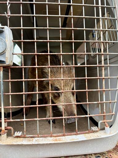 Kleines Wildschwein legt Verkehr lahm