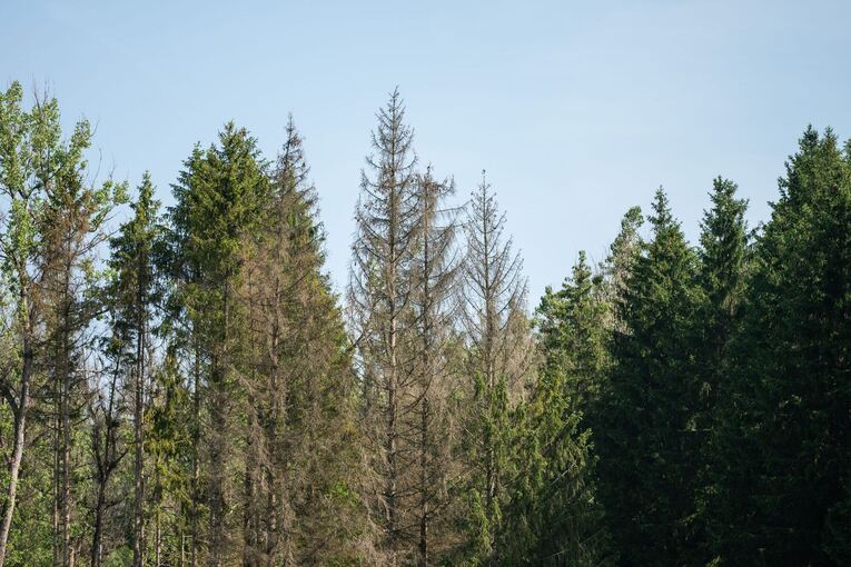 Waldzustand in Deutschland