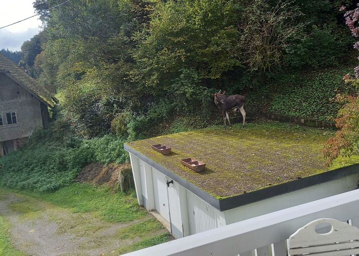 Elch im Schwarzwald