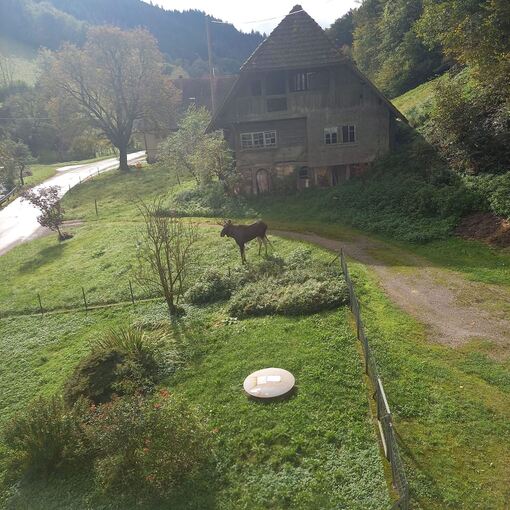 Elch im Schwarzwald