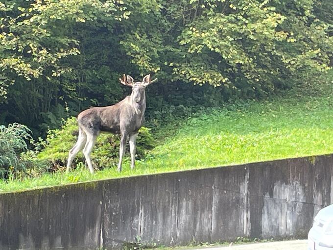 Elch im Schwarzwald