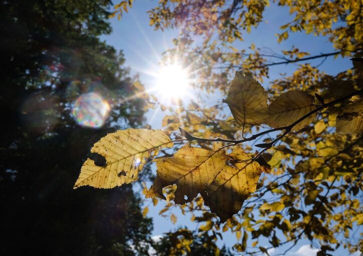 Herbstlaub