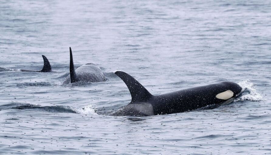 Mysteriöse Orca-Attacken